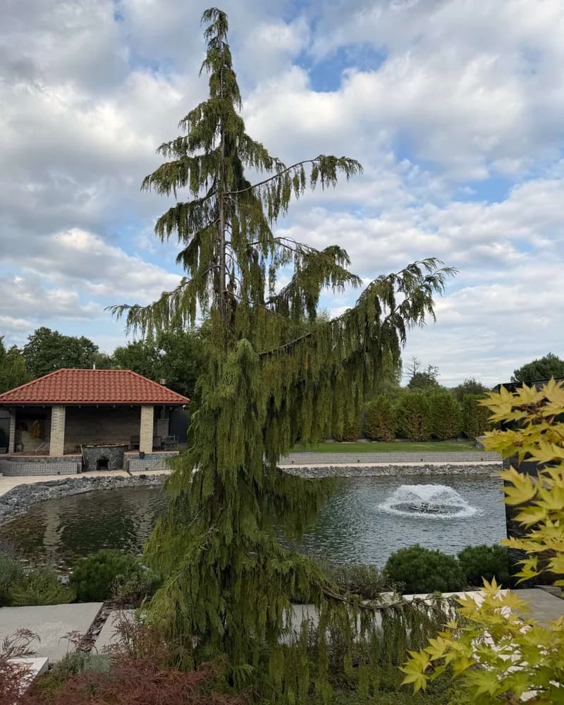 Кипарисовик нутканський ‘Pendula’
