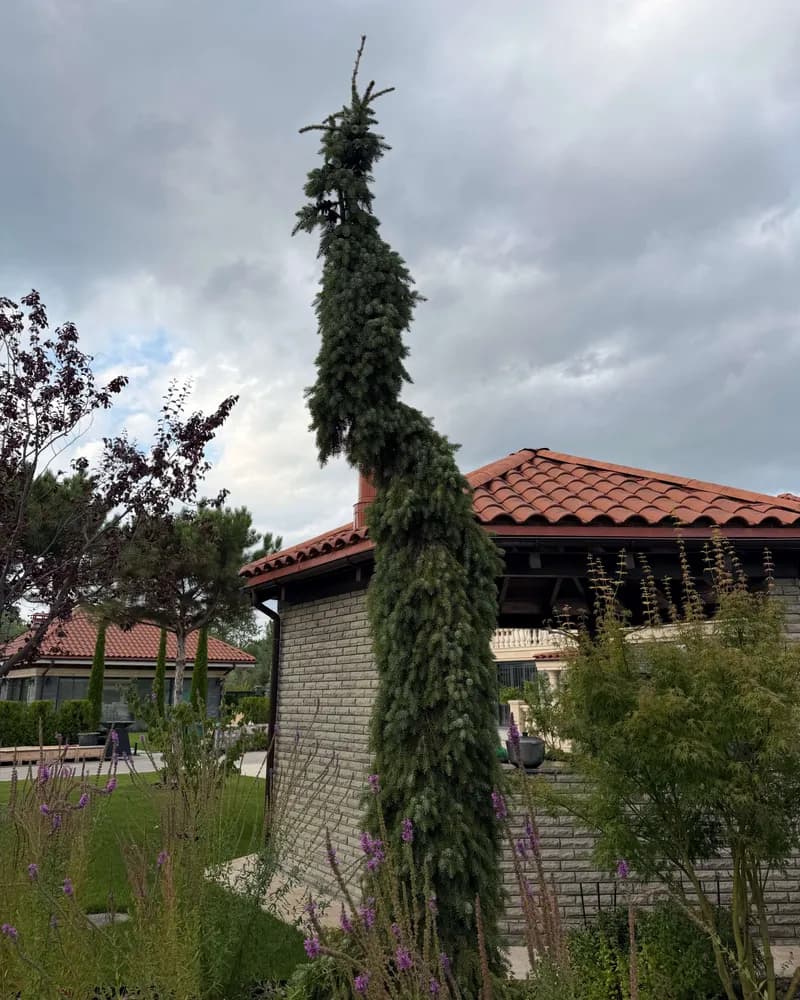 Ялина сербська ‘Pendula’